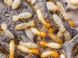 8 Tips Ampuh Basmi Rayap yang Suka Gerogotin Kayu di Rumah