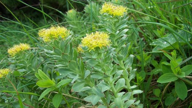 Tumbuhan Rhodiola rosea telah lama dikenal sebagai tanaman untuk mencegah infeksi. Hal tersebut kini dikonfirmasi lewat penelitian ilmiah.