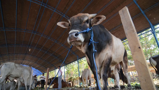 Kementan mendorong integrasi lahan sawit dengan peternakan sapi demi meningkatkan populasi dan suplai daging sapi di dalam negeri.