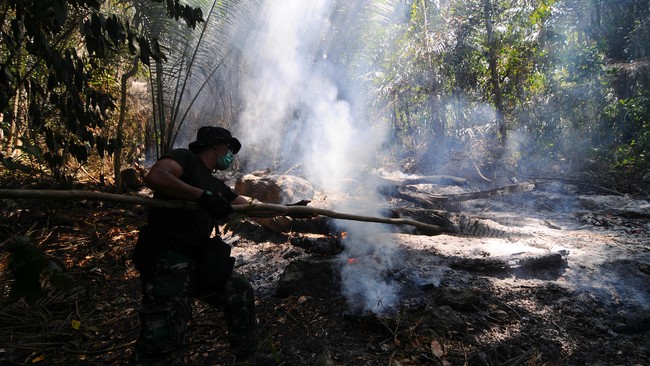 Pengelolaan hutan yang kurang tepat membuat penurunan kelembaban. Ini membuat material reruntuhan di hutan menjadi kering dan jadi pemicu kebakaran.