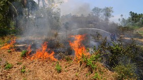 Komisi IV DPR: Pemerintah Tak Beres Cegah Kebakaran Hutan