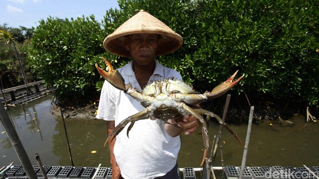 Tingginya nilai investasi di sektor perikanan budidaya membuat KKP meyakini target produksi perikanan budidaya tahun ini bisa menembus target 17,9 juta ton.