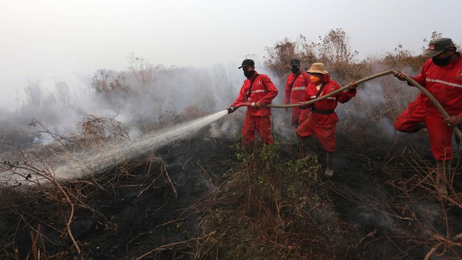 Badan Nasional Penanggulangan Bencana (BNPB) menyebut adanya titik api yang kembali hidup di lahan gambut menjadi pemicu kembali terbakarnya hutan.