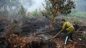 BRG Incar Investor Asing Danai Restorasi Gambut