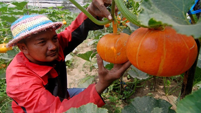 Para petani kini mulai memanfaatkan aplikasi ponsel pintar untuk memasarkan hasil panennya, sayur, buah dan sebagainya.