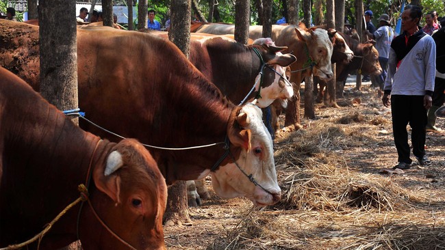 Sapi berjenis Simental yang memiliki bobot seberat 990 kilogram itu dipilih sebagai sapi kurban Presiden RI setelah lolos uji laboratorium.