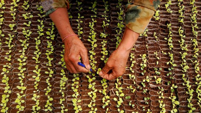 Solusi baru diperlukan untuk mengimbangi kebutuhan pangan dari estimasi pertambahan penduduk yang akan capai 9 milyar di 2050. Jawabannya, pertanian vertikal.