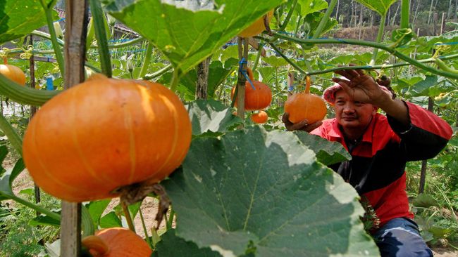 Untuk meramaikan momen trennya labu kuning, sebuah perusahaan bir meluncurkan kreasi bir terbaru yang memiliki rasa labu.