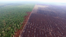700 Perusahaan Masih 'Abaikan' Perintah Lapor Lahan Sawit ke Luhut