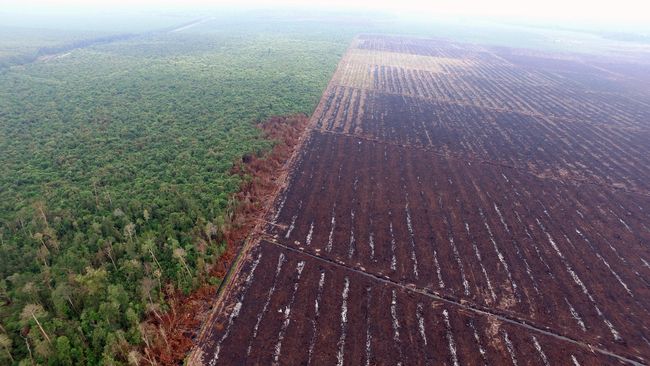 Sebanyak 1,4 juta hektare lahan sawit di Riau berada di kawasan hutan. WWF mengungkap modus perusahaan agar lolos sanksi.