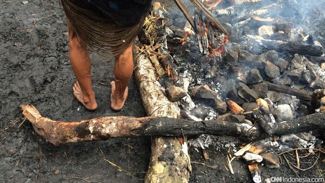 Membakar alat pembakar. Setumpuk batu sengaja dipanaskan dalam api yang membara sekitar dua jam untuk memasak makanan dalam Upacara Bakar Batu khas Suku Dani.