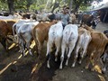 Pemerintah Bebaskan PPN Ternak Impor
