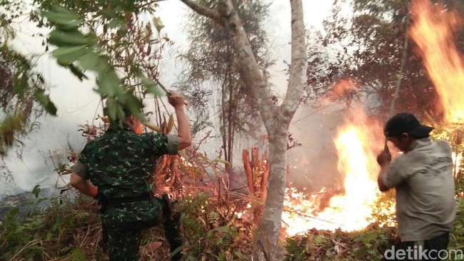 Pemerintah mencabut izin 3 perusahaan, 7 perusahaan dibekukan, 4 perusahaan dipaksa memperbaiki persyaratan untuk bisa kembali beroperasi di area hutan.