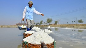 Pemerintah Sebut Bakal Ada Panen 55 Ribu Ton Garam Bulan Ini