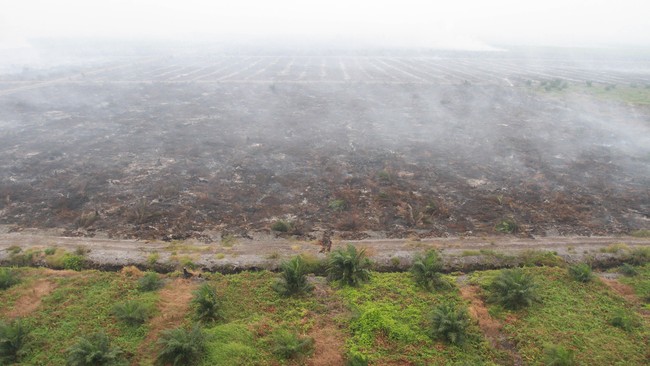 PT Provident Agro Tbk menegaskan produksi Tandan Buah Segar akan tetap tumbuh hingga akhir tahun walau salah satu entitas anaknya berhenti operasi sementara.