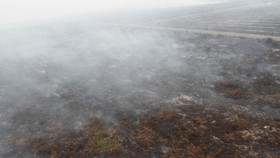 Gapki Sebut Anggotanya Merugi Jika Bakar Kebun Sendiri