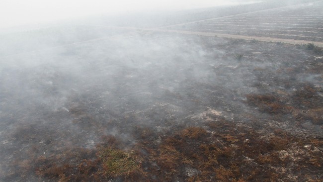 Gabungan pengusaha sawit menegaskan tak mungkin anggotanya membakar kebun sendiri. Lantas apa penyebab kebakaran hutan saat ini?