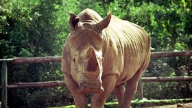 Badak Kalimantan, Bangkit dari 'Kubur' Kepunahan?