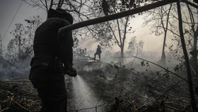 Singkong untuk Padamkan Api Kebakaran Hutan?