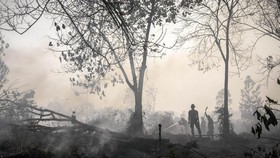 KLHK Ungkap 83 Persen Ekosistem Gambut Rusak