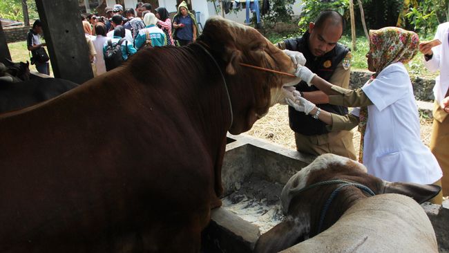 6 Juli merupakan Hari Zoonosis Sedunia. Selain rabies dan antraks yang kasusnya tengah meningkat, 7 penyakit zoonosis ini juga ada di Indonesia.