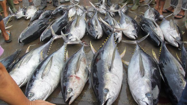 Dalam rangka merayakan tahun baru 2020, seorang pebisnis di Jepang rela membeli sebuah ikan tuna besar dengan harga yang mencapai Rp25 miliar.