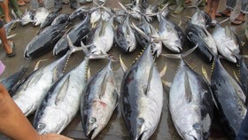 Pebisnis Jepang Beli Ikan Tuna 276 Kg Seharga Rp25 Miliar