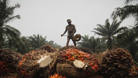 Pemerintah Optimalkan APBN Lewat Hilirisasi Industri Sawit