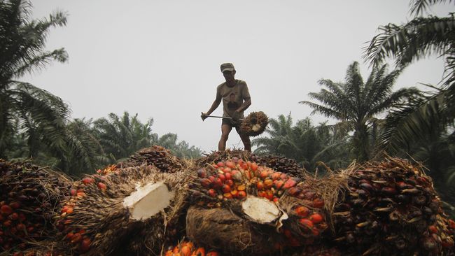 KPK Temukan 63 Ribu Wajib Pajak Industri Sawit Kemplang Pajak Selain penghindaran pajak, KPK juga menyatakan Ditjen Pajak tak mendorong kepatuhan Wajib Pajak di industri sawit sehingga diduga merugikan negara.