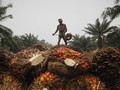 BPDP-KS Target Alokasi Dana Replanting Rp1 Triliun di 2017