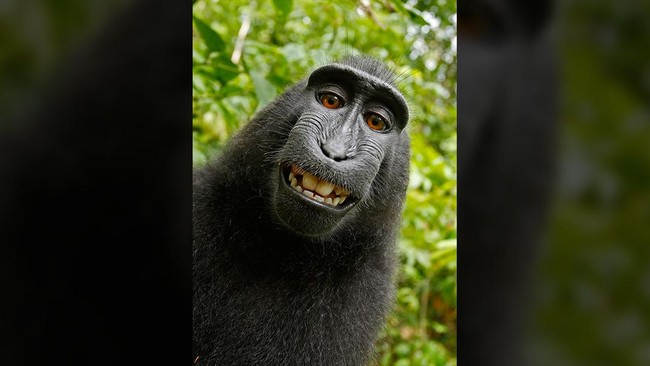 Seekor monyet jambul hitam bernama Naruto pernah membuat heboh ketika ia menekan shutter kamera seorang fotografer dan membuat swafoto.