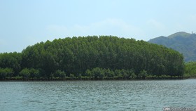 20 Persen Hutan Bakau Sumsel Kritis, Biota Laut Terancam