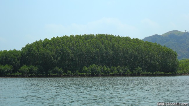 Dinas Kehutanan Sumsel mencatat lebih dari 30 ribu Ha hutan bakau dalam kondisi kritis karena aktivitas masyarakat.