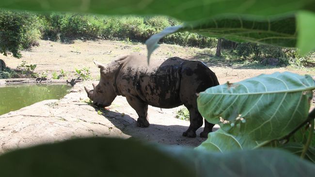Sebuah resor di Afrika Selatan membuka program wisata bagi pengunjung yang ingin dekat secara langsung dengan badak di alam liar.