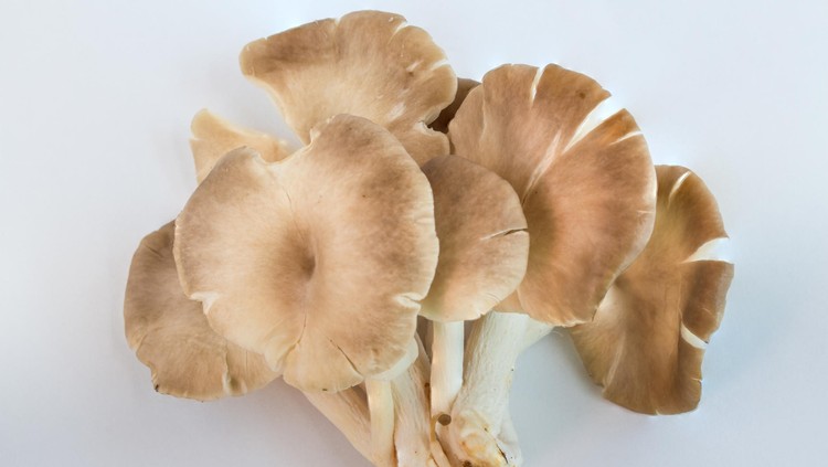 oyster mushroom on white background