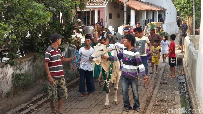 Ritual manten sapi di Pasuruan sebelum Idul Adha.