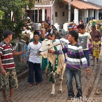 10 Tradisi Unik Iduladha di Berbagai Daerah di Indonesia, Ada Manten Sapi hingga Mepe Kasur