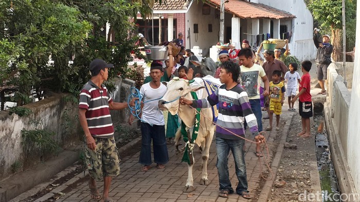 Ritual manten sapi di Pasuruan sebelum Idul Adha. 4 Tradisi Unik Perayaan Idul Adha di Sejumlah Daerah Indonesia