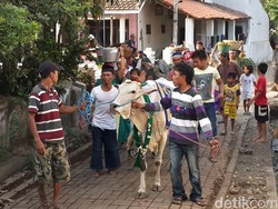 Manten Sapi, Tradisi Unik Idul Adha dari Pasuruan