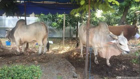 Istiqlal akan Salurkan Daging Kurban untuk 10 Ribu Warga