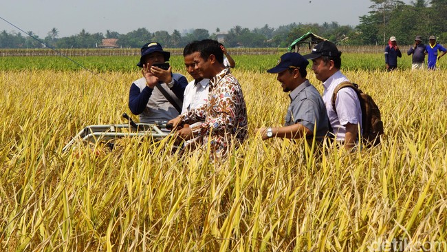 Strategi yang akan diambil meliputi penanaman bibit bervarietas unggul, hingga kebijakan operasi pasar untuk menjaga lonjakan harga beras di masyarakat.