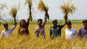 Mentan Dorong Produksi Beras Organik Agar Petani Untung Besar