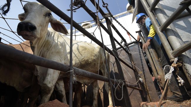 Pemerintah Bakal Cabut Izin Importir Daging yang Lamban Upaya ini dimaksudkan untuk menjaga pasokan dan menstabilkan harga daging sapi jelang dan sesudah bulan suci Ramadhan.