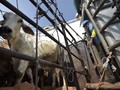 Didesak Investigasi Corona, China Setop Impor Sapi Australia