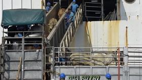 Jokowi Ciptakan Pulau Karantina Demi Sapi Impor Sehat