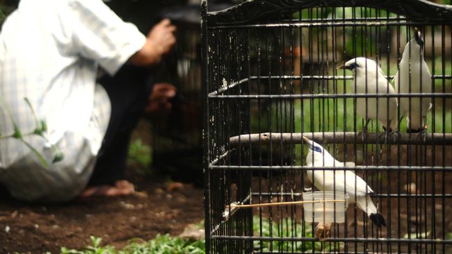Eksistensi Pantai Lovina dan Taman Nasional Bali Barat terancam oleh rencana pengembangan PLTU Celukan bawang.