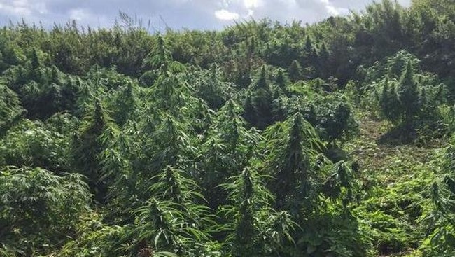 Lahan hutan ganja seluas lapangan sepak bola itu ditemukan oleh polisi di wilayah Kingston, bagian baratdaya London, setelah mendapatkan informasi dari warga.