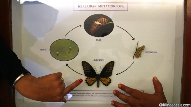 Sebelum berubah menjadi kupu-kupu, serangga bersayap ini harus melewati proses yang dinamakan metamorfosis kupu-kupu. Simak tahapannya.