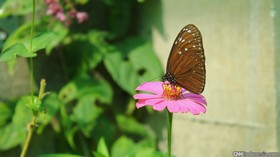 Istana Tempat Kupu-kupu Bebas Bermanja-manja