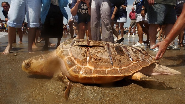 Polisi Florida menangkap seorang perempuan yang mengunggah foto sedang menunggangi penyu langka di pantai negara bagian itu Juli lalu.